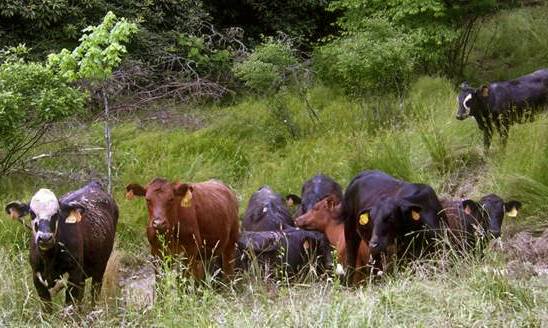 pasture cow near.jpg