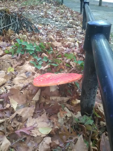 2018 - Amanita - 02.jpg