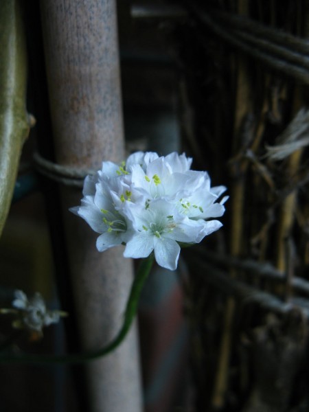 2019 - Armeria maritima 'Alba' - 01.jpg