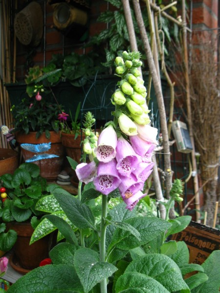 2019 - Digitalis - 05.jpg