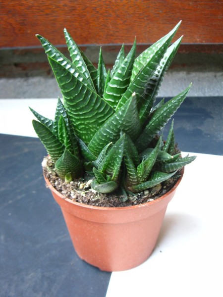 2019 - Haworthia limifolia - 01.jpg