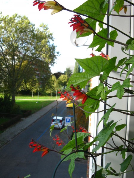 2019 - Ipomoea lobata - 03.jpg