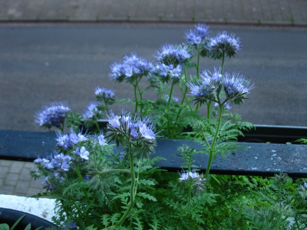 2019 - Phacelia tanacetifolia - 04.jpg