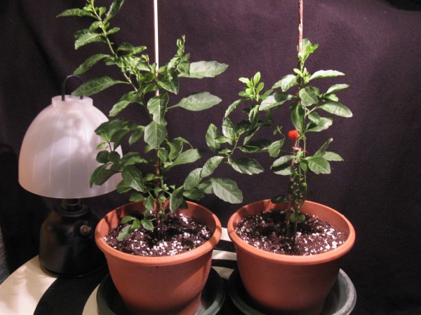 2019 - Solanum pseudocapsicum - 01.jpg