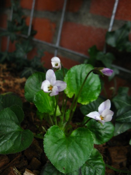 2019 - Viola odorata - 03.jpg