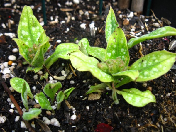 20200220 - Pulmonaria - 01.jpg