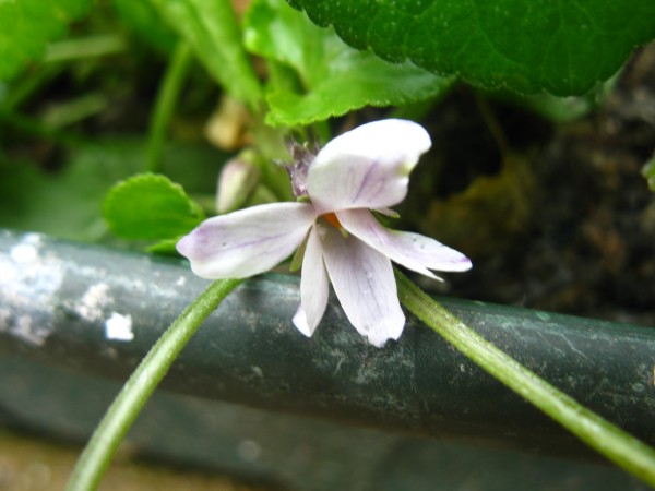 20200220 - Viola odorata - 02.jpg