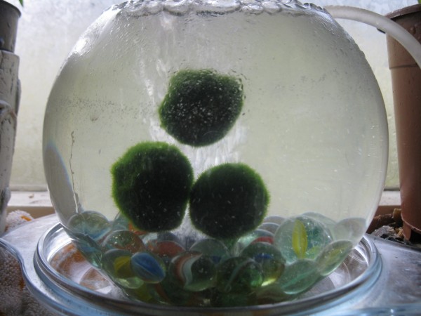 20200226 - Marimo moss balls - 01.jpg