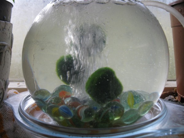 20200226 - Marimo moss balls - 02.jpg