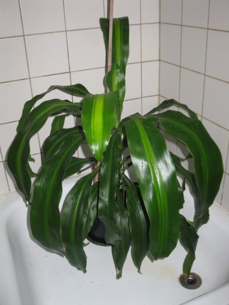 20200323 - Dracaena fragrans - 01.jpg