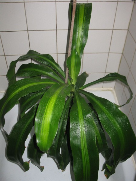 20200323 - Dracaena fragrans - 03.jpg