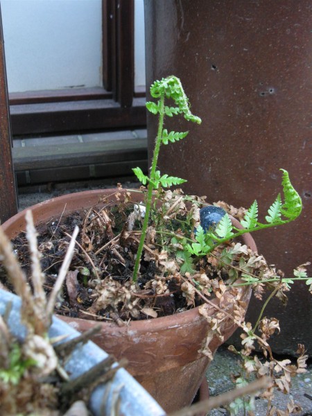 20200411 - Dryopteris - 01.jpg