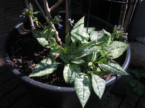 20200411 - Pulmonaria - 04.jpg