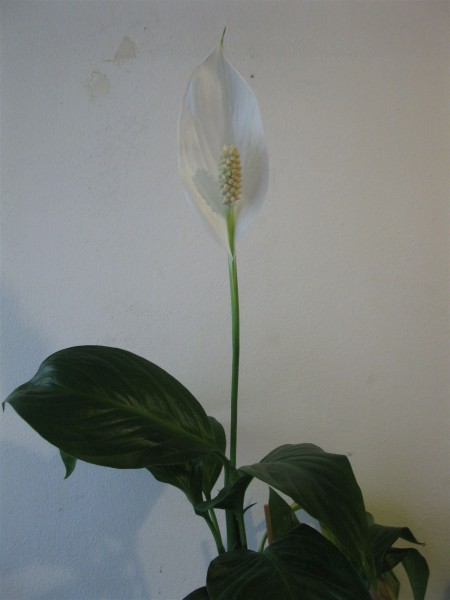 20200713 - Spathiphyllum - 03.jpg