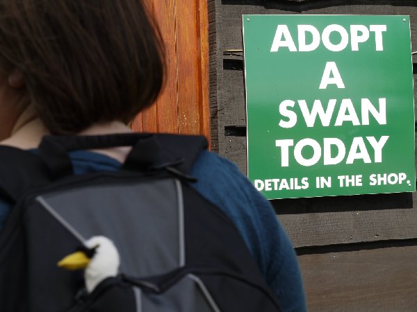 Adopt a swan today.jpg