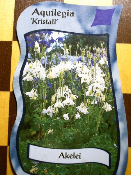 Aquilegia label.jpg