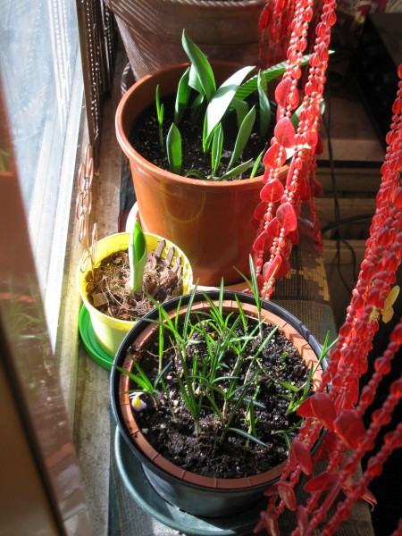 Balcony 2018 - bulbs - 02.jpg