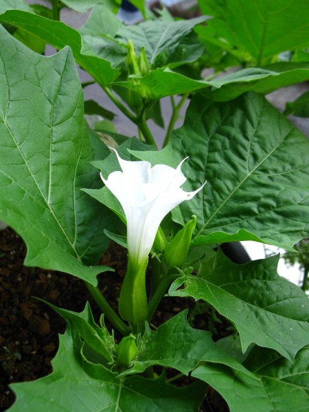 Balcony 2018 - Datura stramonium - 02.jpg