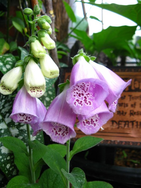 Balcony 2018 - Digitalis - 03.jpg