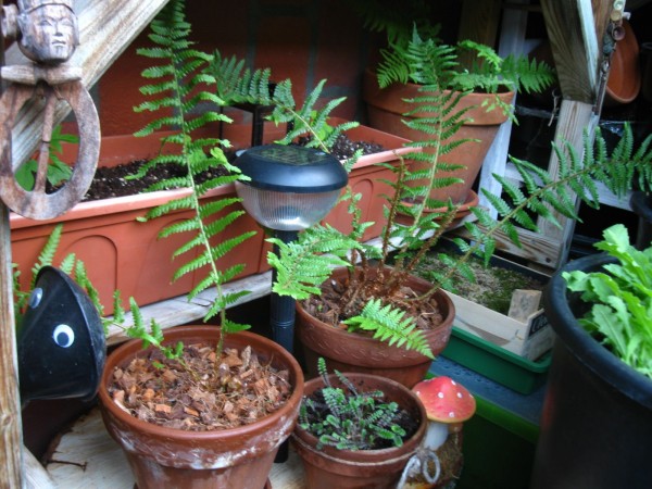 Balcony 2018 - Ferns - 01.jpg