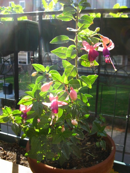 Balcony 2018 - Fuchsia - 07.jpg