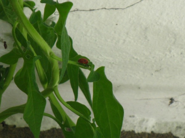 Balcony 2018 - ladybug patrol - 02.jpg