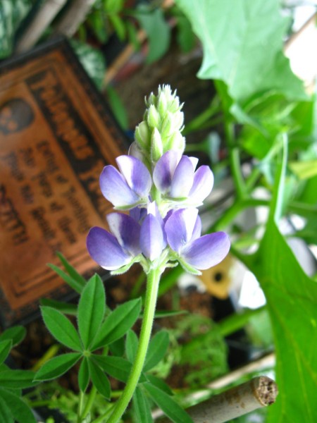 Balcony 2018 - Lupinus - 04.jpg