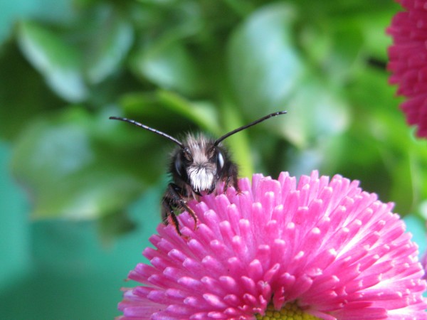 Balcony 2018 - Mason bees - 12.jpg