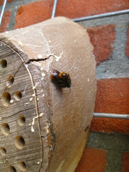 Balcony 2018 - Mason bees - 13.jpg