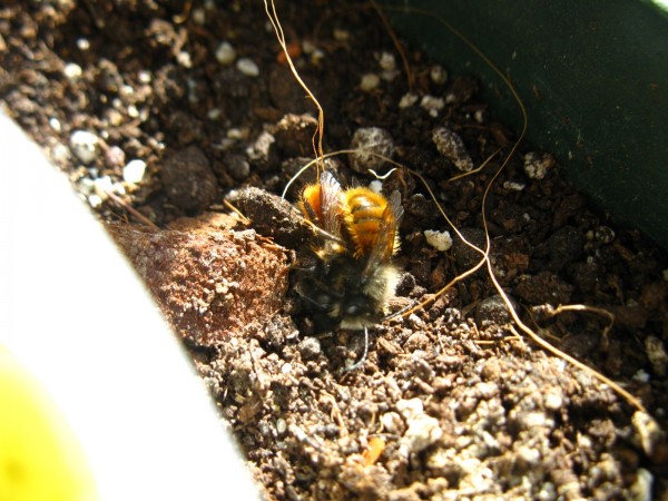 Balcony 2018 - Mason bees - 14.jpg