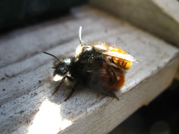 Balcony 2018 - Mason bees - 15.jpg