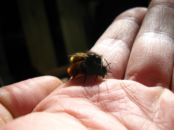 Balcony 2018 - Mason bees - 16.jpg