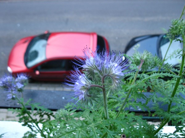 Balcony 2018 - Phacelia tanacetifolia - 03.jpg