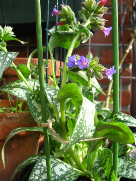 Balcony 2018 - Pulmonaria - 02.jpg