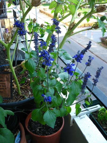 Balcony 2018 - Salvia - 03.jpg