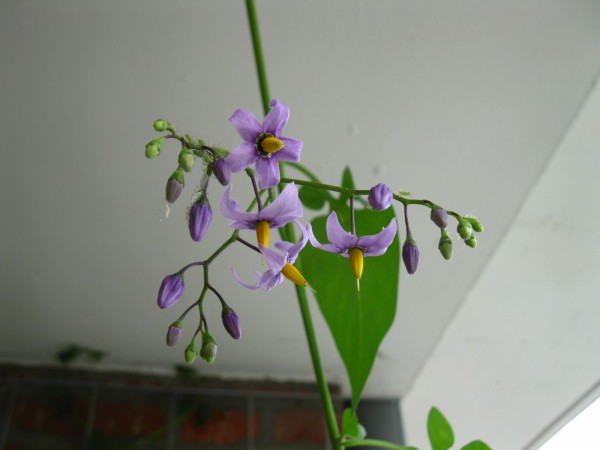 Balcony 2018 - Solanum dulcamara - 06.jpg