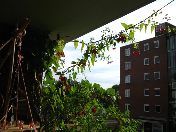 Balcony 2018 - Solanum dulcamara - 13.jpg