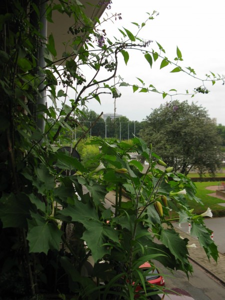 Balcony 2018 - Solanum dulcamara & Datura Stramonium - 01.jpg