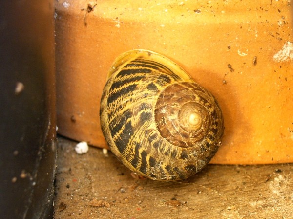 Balcony Snail (Oct 19, 2014) - 01.jpg