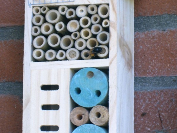 bee nesting spots - 03.jpg