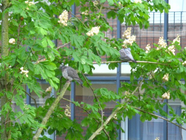 bread_tree_pigeons.jpg