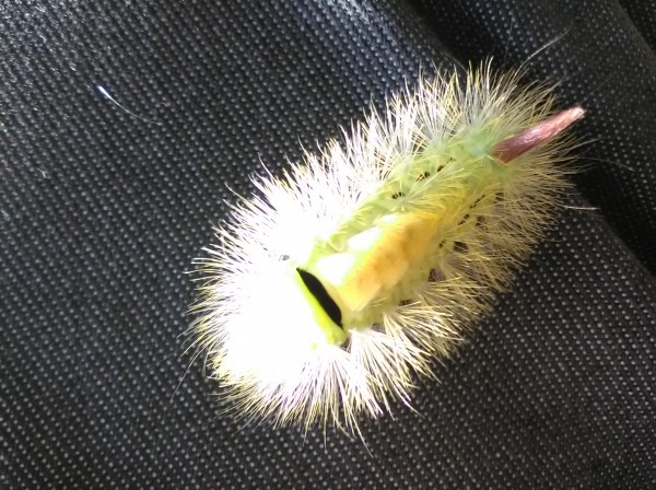 Caterpillar - 19 Oct, 2017 - 01.jpg