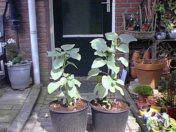 Datura (03-06-04).jpg