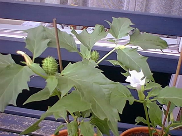 Datura stramonium (07-08-2004).jpg