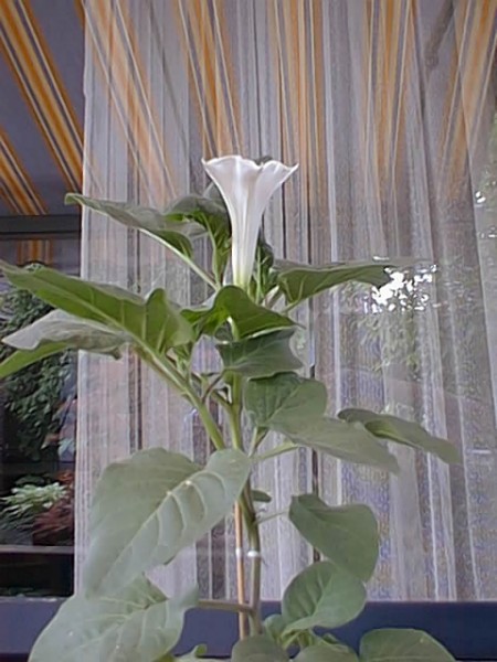 Datura wrightii (08-06-2004) - 08.jpg