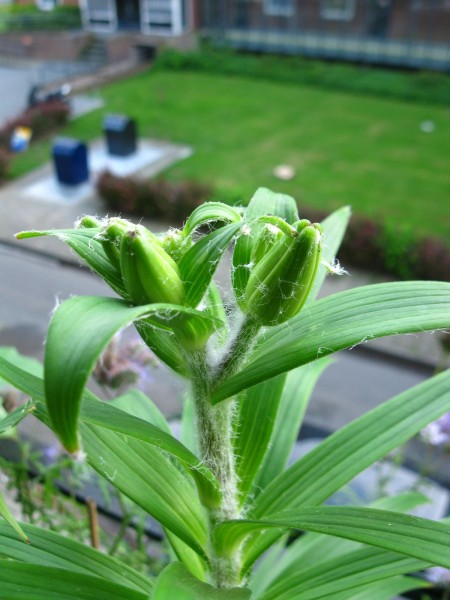 GOLF - Lilium Flore Pleno - 05.jpg