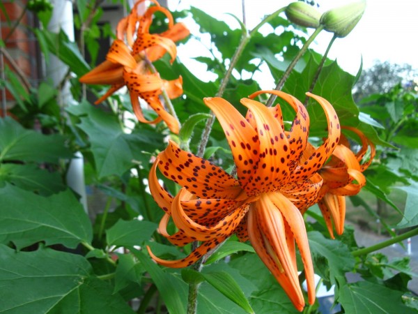 GOLF - Lilium Flore Pleno - 08.jpg