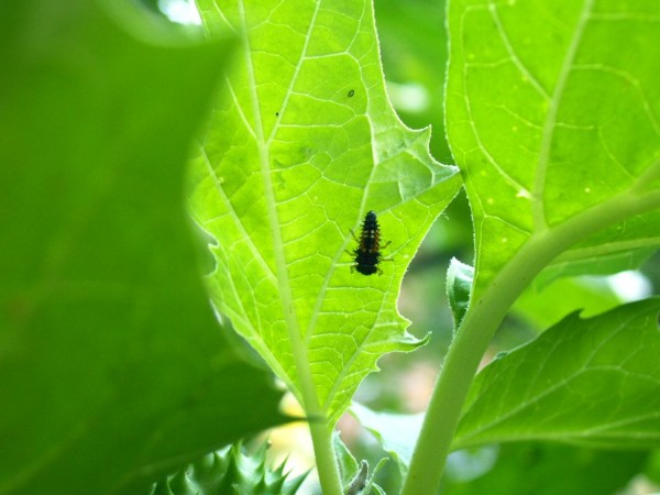 ladybug larva.jpg