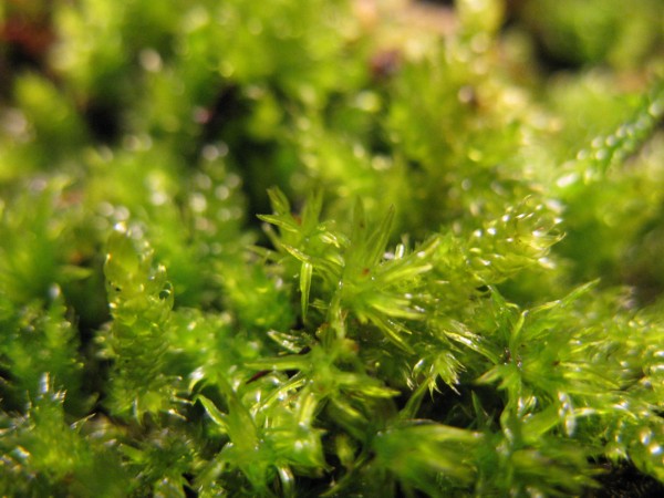 moss garden - 06.jpg