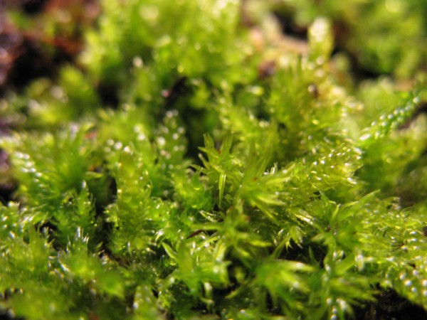 moss garden - 07.jpg